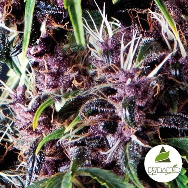 Auto Purple de Pyramid Seeds feminizada - Grow Barato