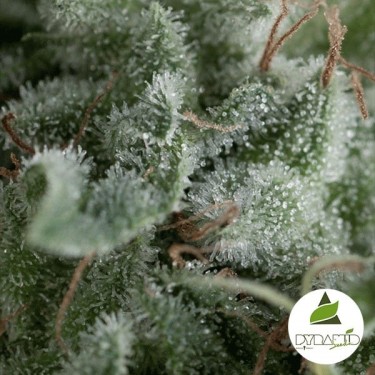 Auto Nefertiti de Pyramid Seeds feminizada - Grow Barato