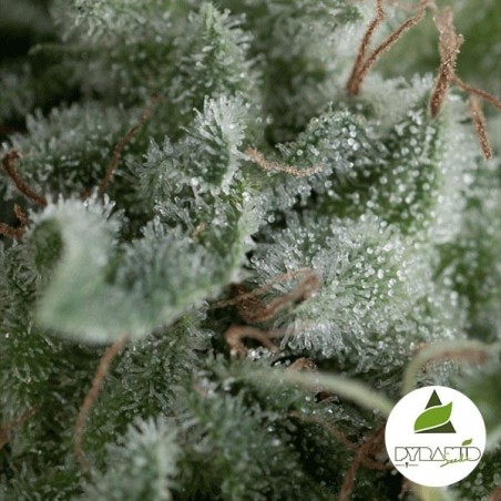 Auto Nefertiti de Pyramid Seeds feminizada - Grow Barato Auto Nefertiti de Pyramid Seeds feminizada - Grow Barato