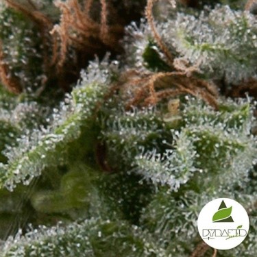 Auto Lennon de Pyramid Seeds feminizada - Grow Barato