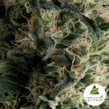Auto Galaxy de Pyramid Seeds autofloreciente - Grow Barato