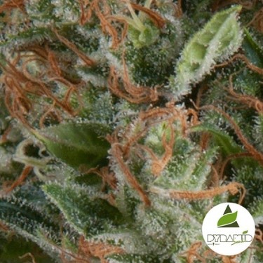 Auto Wembley de Pyramid Seeds feminizada - Grow Barato