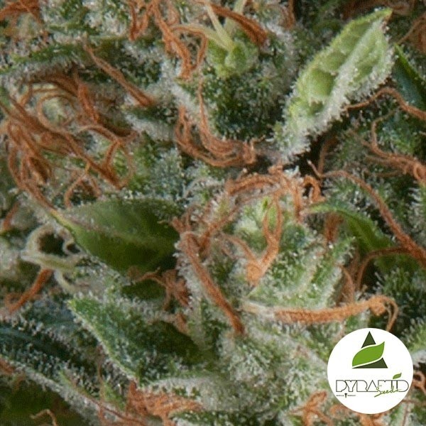 Auto Wembley de Pyramid Seeds feminizada - Grow Barato