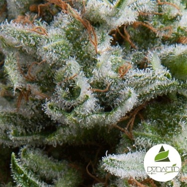 Auto Anesthesia de Pyramid Seeds feminizada - Grow Barato