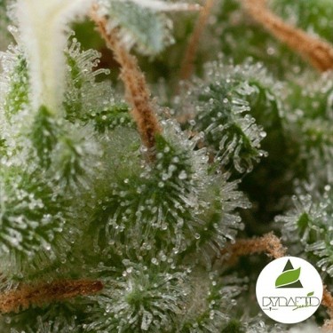 Auto Super Hash de Pyramid Seeds feminizada - Grow Barato