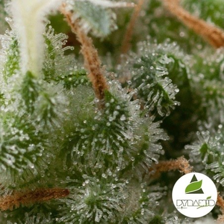 Auto Super Hash de Pyramid Seeds feminizada - Grow Barato Auto Super Hash de Pyramid Seeds feminizada - Grow Barato