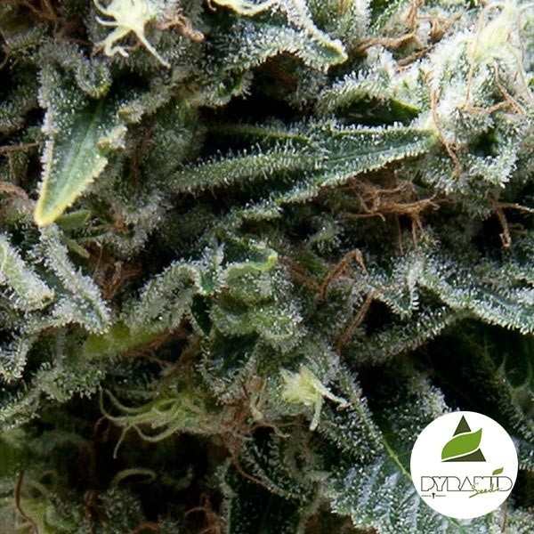 Carro New York da Pyramid Seeds - Grow barato