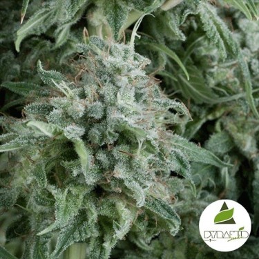 Auto Anubis de Pyramid Seeds feminizadas - Grow Barato