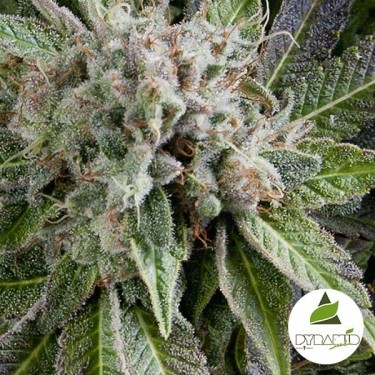 Auto Blue Pyramid de Pyramid Seeds feminizada - Grow Barato