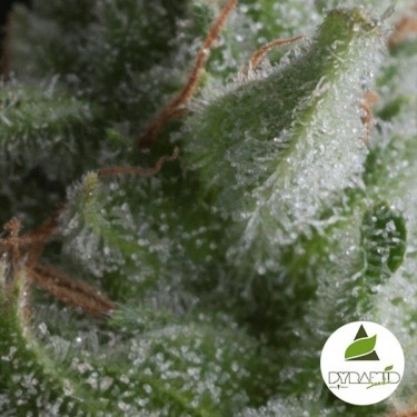 Auto Shark cannabis plant