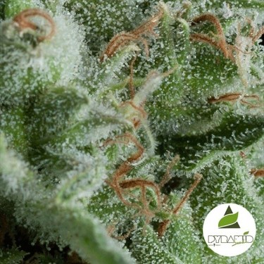 Auto Kryptonite de Pyramid Seeds feminizada - Grow Barato