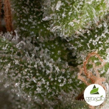 Auto Fresh Candy de Pyramid Seeds feminizada - Grow Barato