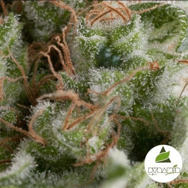 Auto American Pie de Pyramid Seeds auto - Grow Barato