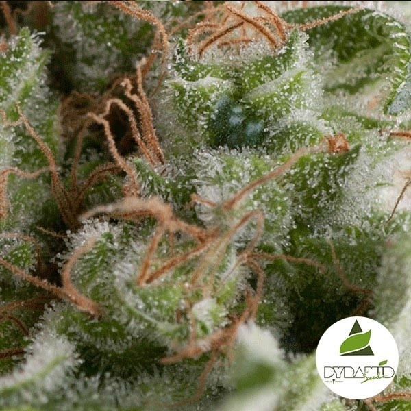 Auto American Pie de Pyramid Seeds auto - Grow Barato