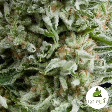 Auto Amnesia Gold de Pyramid Seeds feminizada - Grow Barato