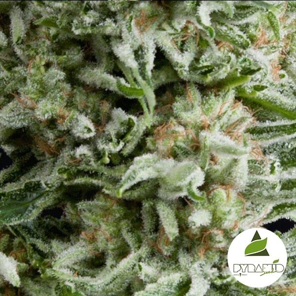 Auto Amnesia Gold de Pyramid Seeds feminizada - Grow Barato