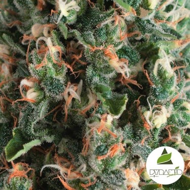 Auto Super OG Kush de Pyramid Seeds - Grow Barato