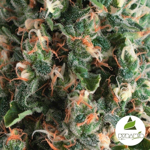 Auto Super OG Kush de Pyramid Seeds - Grow Barato