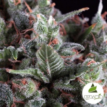 Auto Olympia de Pyramid Seeds. Automática - Grow Barato