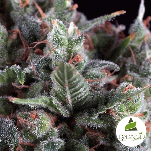 Auto Olympia de Pyramid Seeds. Automática - Grow Barato