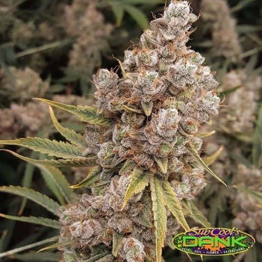 Banana Jack OG Regular de SubCool The Dank. - Grow Barato