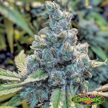 Astro Snaps Regular de SubCool The Dank - Grow Barato Astro Snaps Regular de SubCool The Dank - Grow Barato