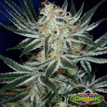 Jack The Ripper Fem. de SubCool The Dank - Grow Barato