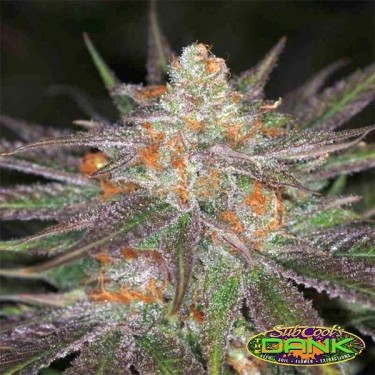 Ripped Bubba Regular Plante de cannabis
