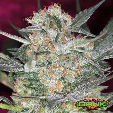 Cheese Quake Regular de SubCool The Dank. - Grow Barato