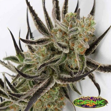 Afgoo Overdrive Regular de SubCool The Dank - Grow Barato