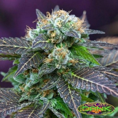Alchemy Regular variedad de SubCool The Dank - Grow Barato