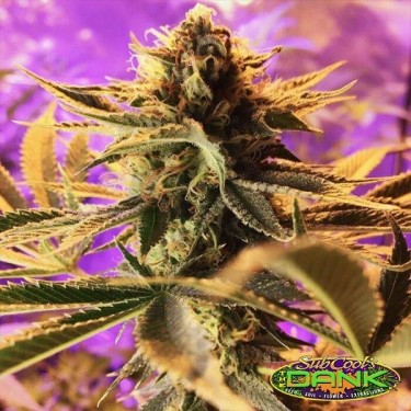Cherry Cordial Regular de SubCool The Dank. - Grow Barato