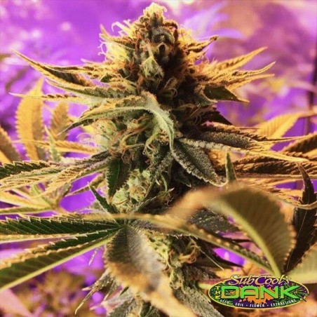 Cherry Cordial Regular de SubCool The Dank. - Grow Barato Cherry Cordial Regular de SubCool The Dank. - Grow Barato
