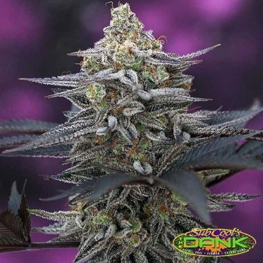 Cherrygasm Regular cepa de SubCool The Dank. - Grow Barato