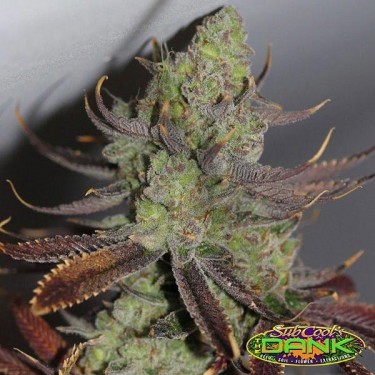 Conspiracy Kush Regular de SubCool The Dank. - Grow Barato