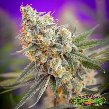 Cuvee Regular semillas de SubCool The Dank - Grow Barato