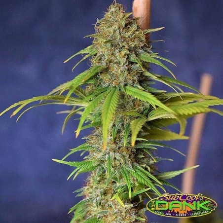 Dead Lights Regular de SubCool The Dank - Grow Barato Dead Lights Regular de SubCool The Dank - Grow Barato