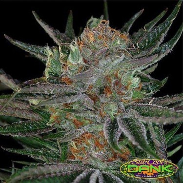 Dr Who Regular de SubCool The Dank. - Grow Barato