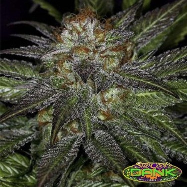 Deep Purple Regular de SubCool The Dank - Grow Barato
