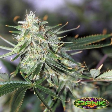 Galactic Jack Regular de SubCool The Dank - Grow Barato