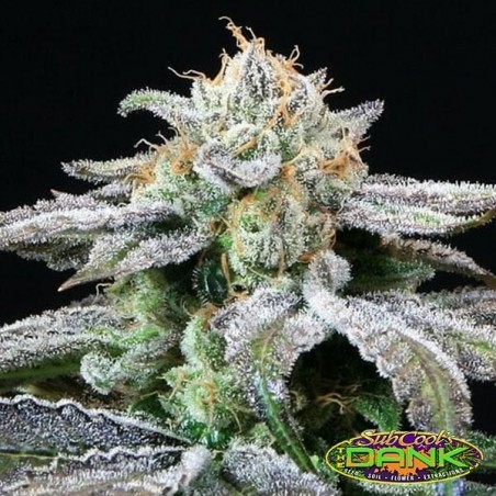 Grape Inferno Regular de SubCool The Dank. - Grow Barato Grape Inferno Regular de SubCool The Dank. - Grow Barato