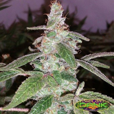 Harliqueen Regular de SubCool The Dank - Grow Barato
