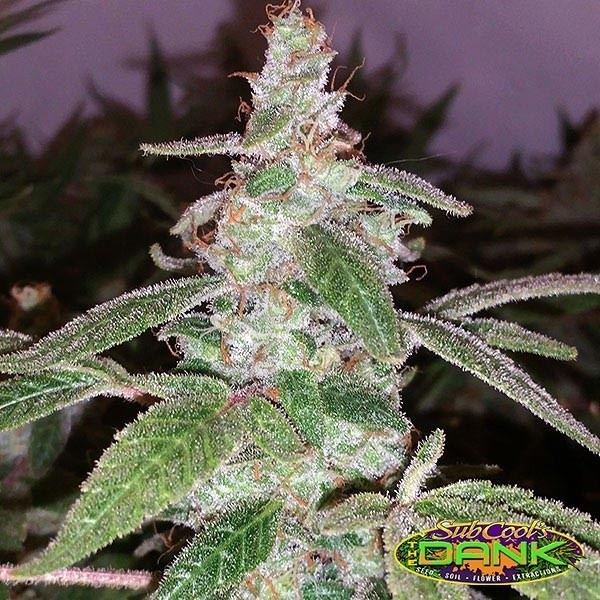 Harliqueen Regular de SubCool The Dank - Grow Barato