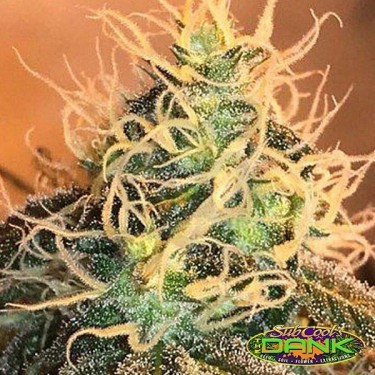 Hazey Margarita LTD Regular SubCool The Dank - Grow Barato