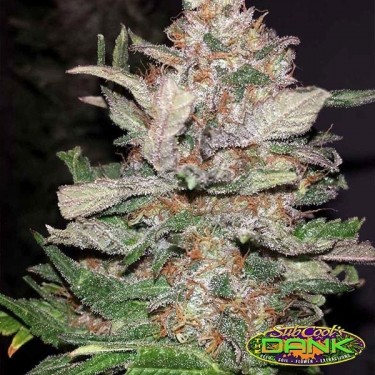 Hurkle Regular variedad de SubCool The Dank - Grow Barato