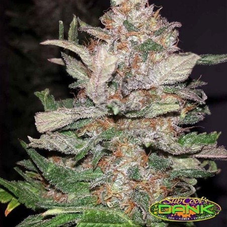 Hurkle Regular variedad de SubCool The Dank - Grow Barato Hurkle Regular variedad de SubCool The Dank - Grow Barato
