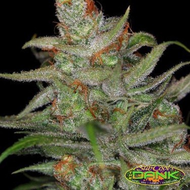 Jack Skellington Regular de SubCool The Dank - Grow Barato