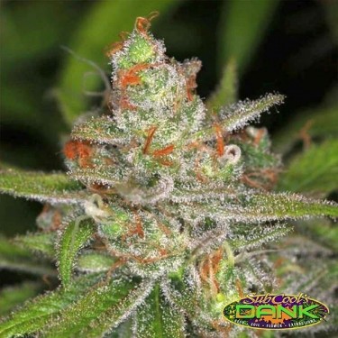 Jack Straw Regular de SubCool The Dank - Grow Barato