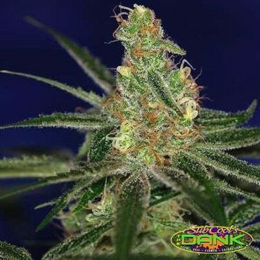 Jacks Cleaner 2 Regular de SubCool The Dank - Grow Barato