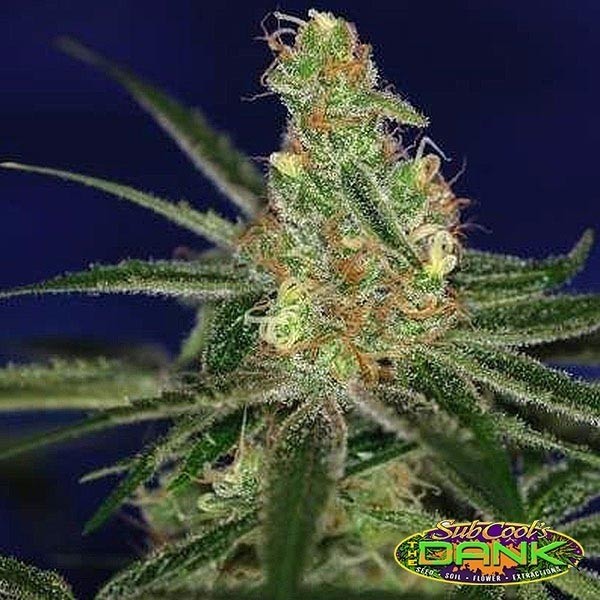 Jacks Cleaner 2 Regular de SubCool The Dank - Grow Barato